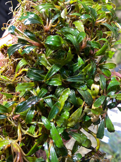 Bucephalandra mini ghost