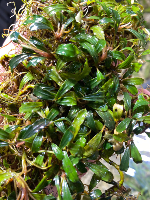 Bucephalandra mini ghost