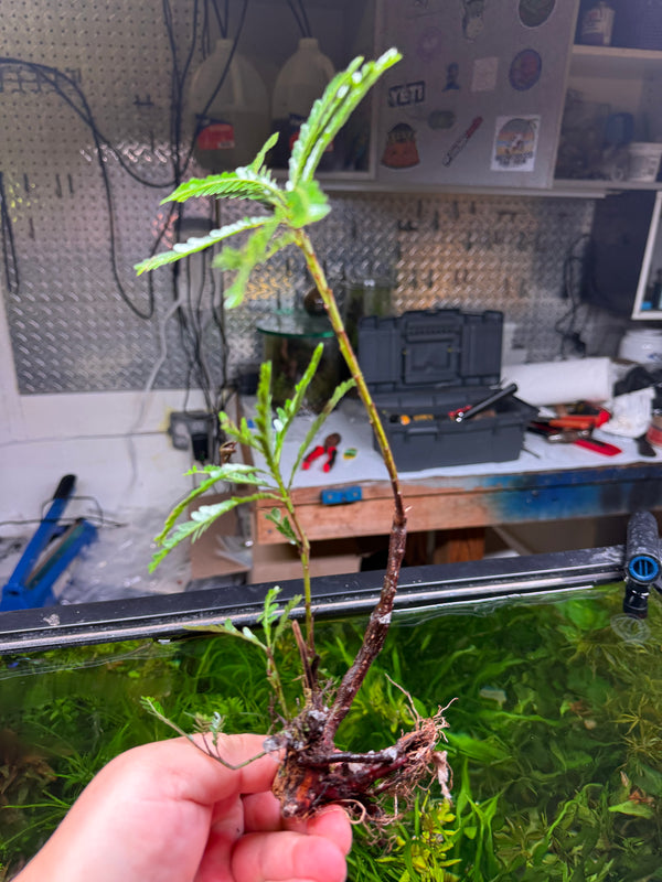 Phyllanthus Balgooyi