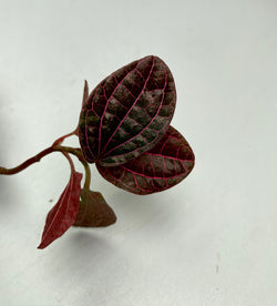 Piper musin red