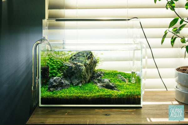 HYDROCOTYLE 'JAPAN' MAT