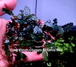 Dark Pinoh Clumps