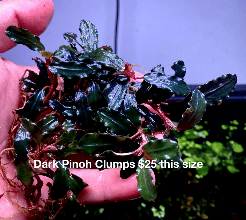 Dark Pinoh Clumps