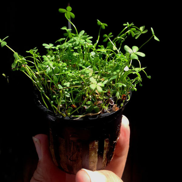 Marsilea Hirsuta AKA Dwarf Four Leaf Clover