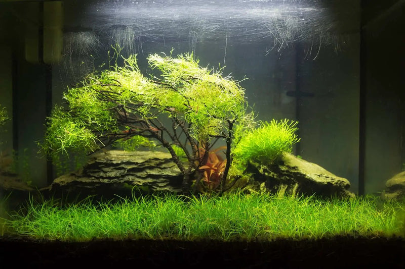 Eleocharis montevidensis (Giant Hair grass)