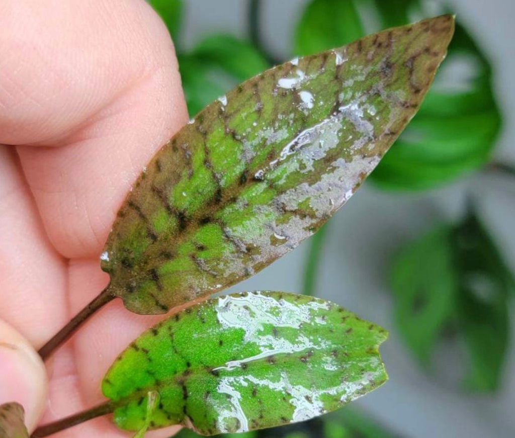 Cryptocoryne x timahensis rare – Chichi's Planted Dreams