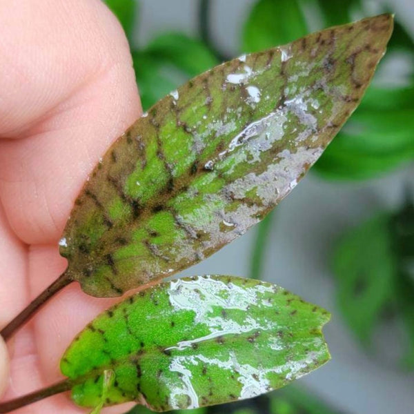 E47004B7-9E98-4223-8BA1-