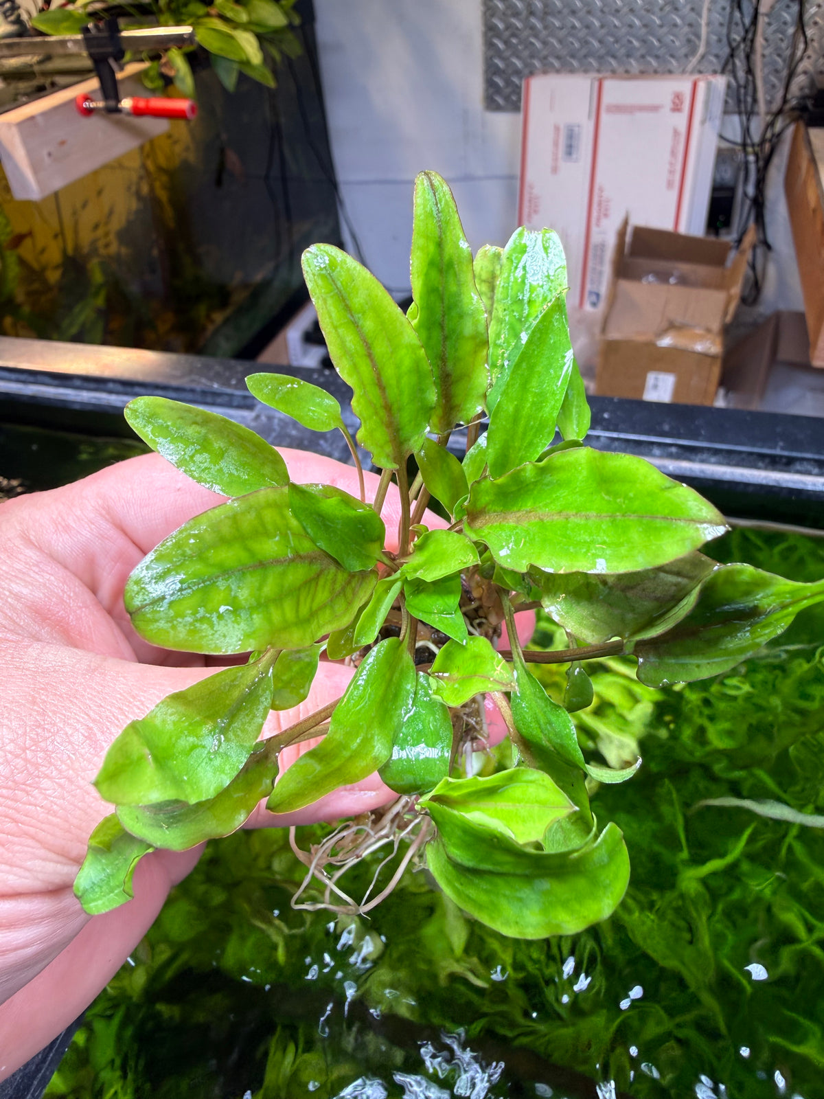 Cryptocoryne – Page 2 – Chichi's Planted Dreams