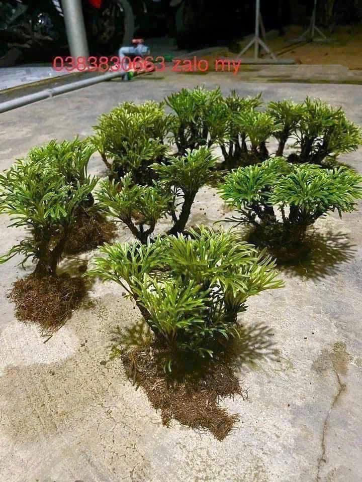 Selaginella tamariscina