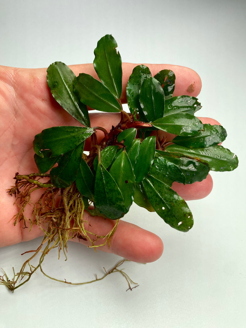 Bucephalandra Bukit Singtang