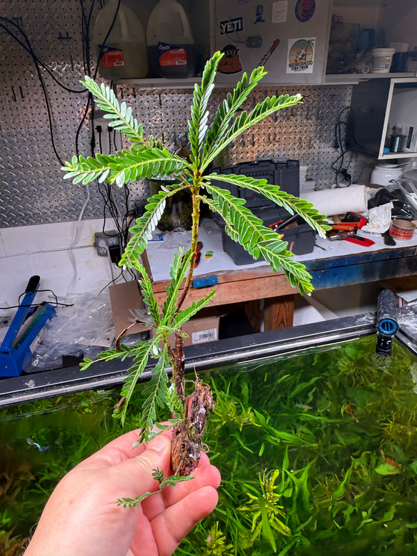 Phyllanthus Balgooyi