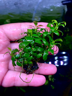 Anubias Pangolino clumps