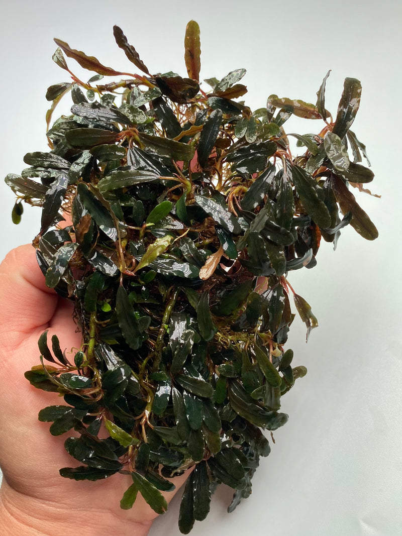 Bucephalandra Velvet Silver. (This exact clump)