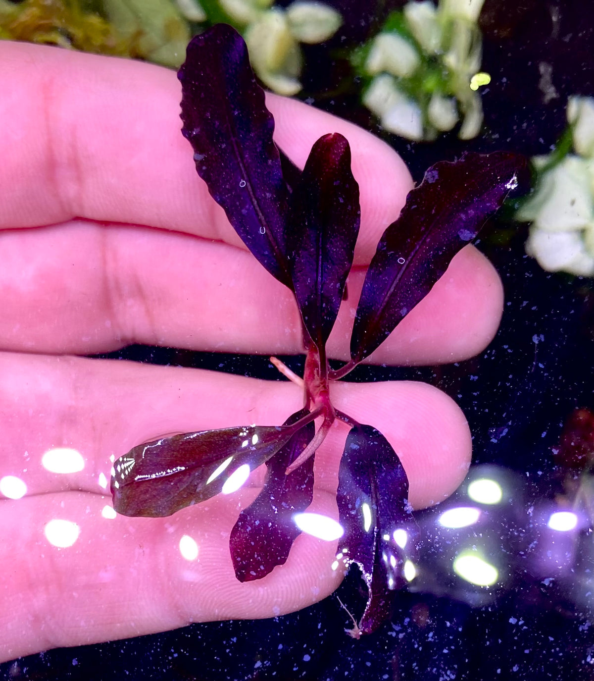 Bucephalandra Rhizomes – Page 4 – Chichi's Planted Dreams