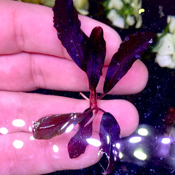 FA870715-4D51-4D0A-81A3-