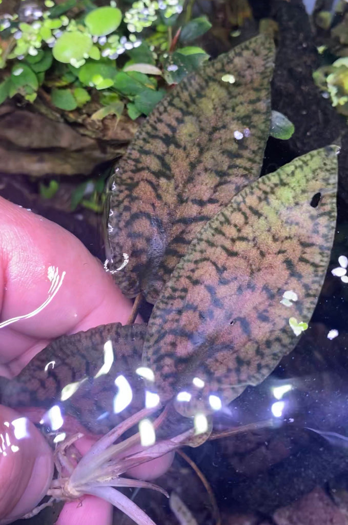 Cryptocoryne Striolata Tiger – Chichi's Planted Dreams