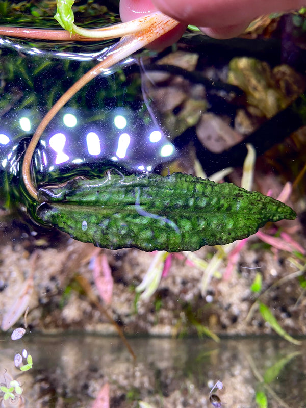 Cryptocoryne Keei