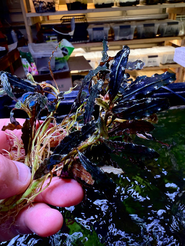 Bucephalandra Tarantula