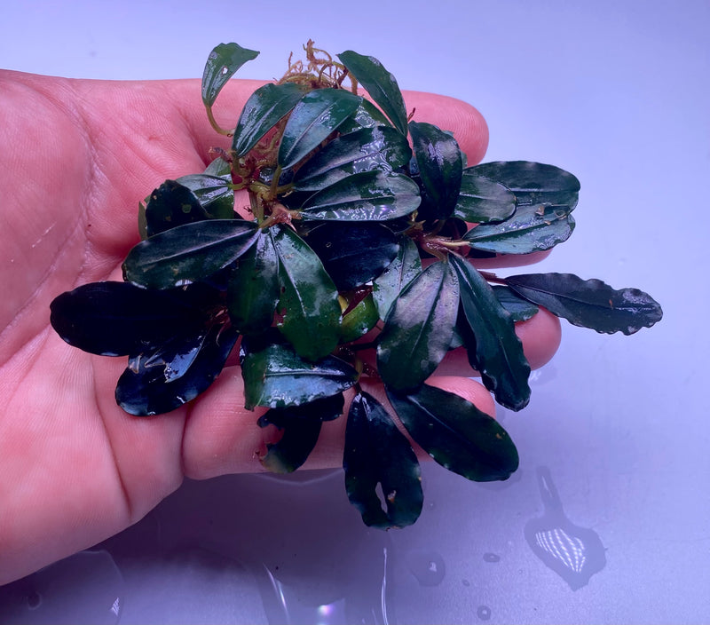 Bucephalandra Silat