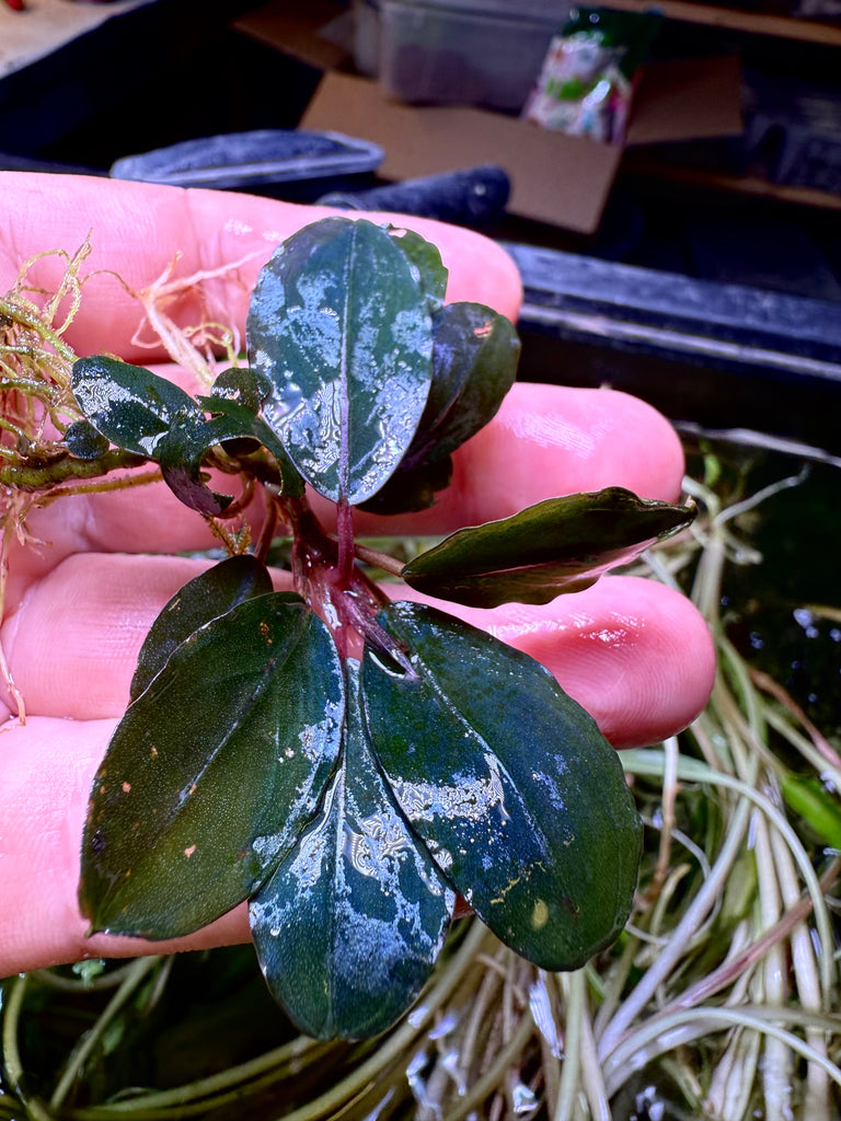 ブセファランドラ sp.Silat circle 水中葉 ブセファランドラ sp シラット ラウンド Bucephalandra sp Silat