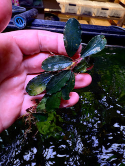 Bucephalandra Blue Origin