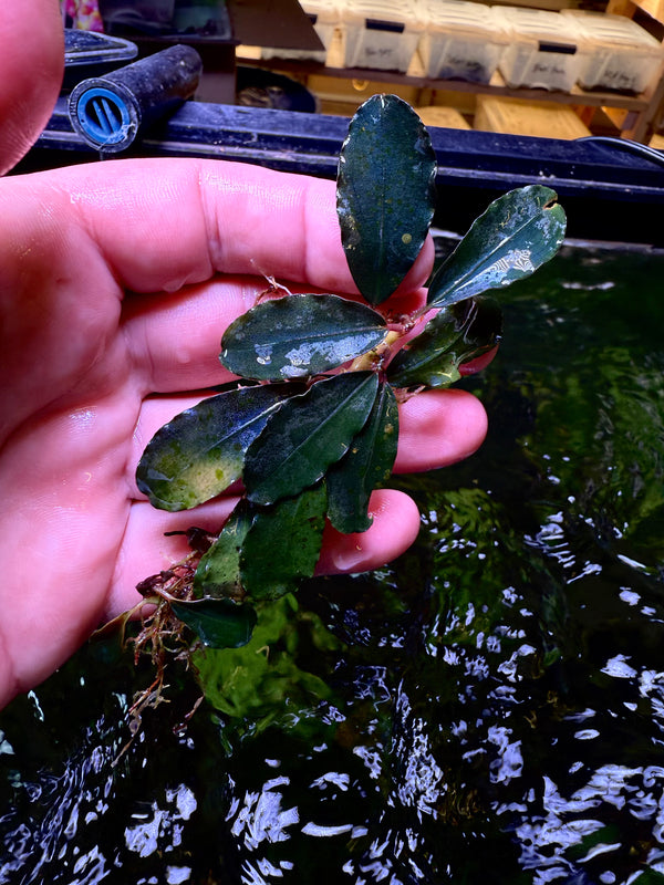Bucephalandra Blue Origin