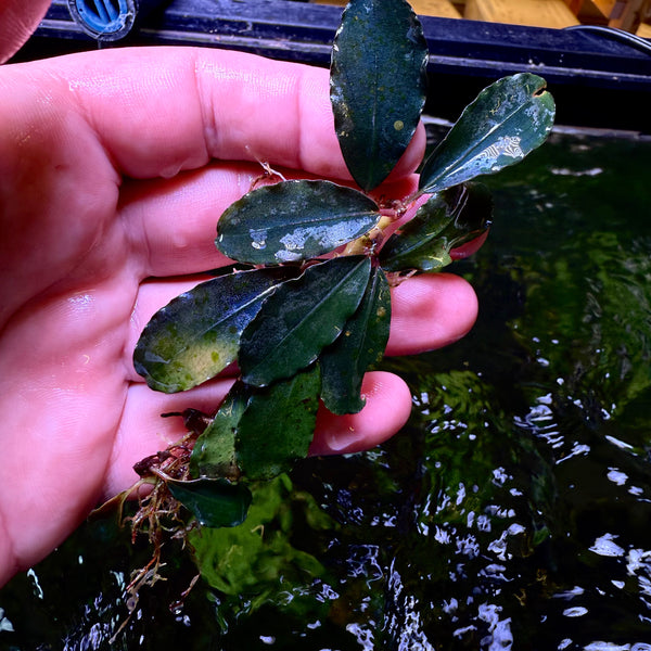Bucephalandra Blue Origin – Chichi's Planted Dreams Bucephalandra Blue Origin – Chichi's Planted Dreams