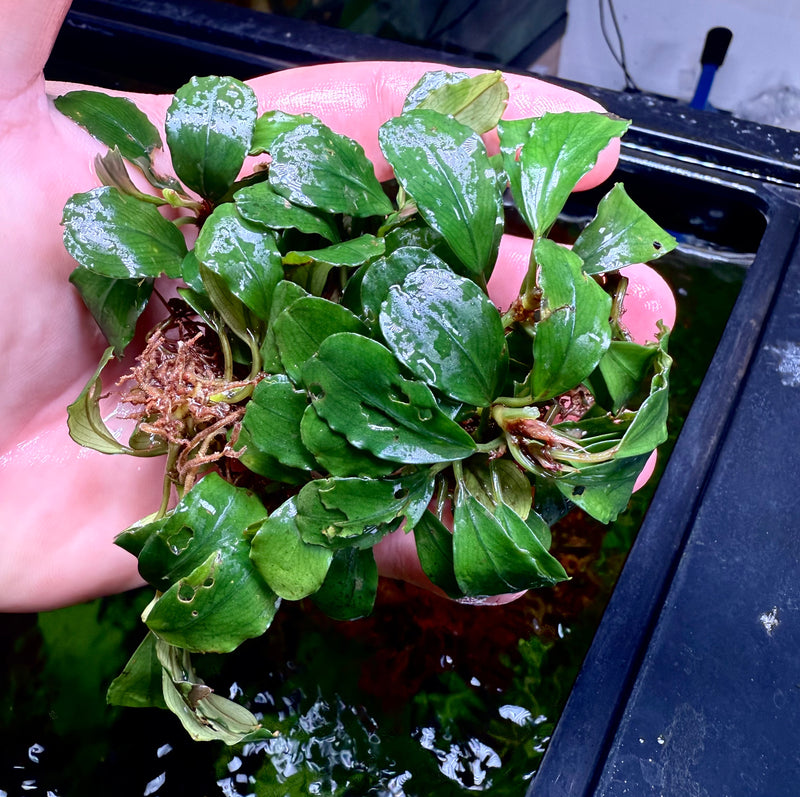 Bucephalandra red Gaia