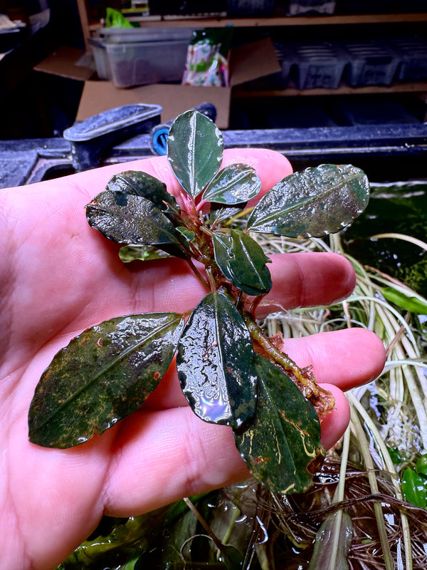 Bucephalandra Deep Blue