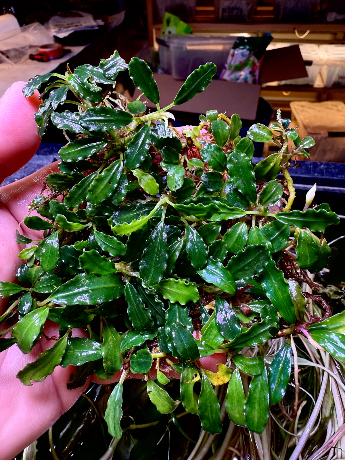 Bucephalandra Clumps – Chichi's Planted Dreams