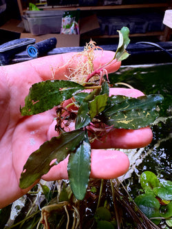 Bucephalandra Elegant Blue