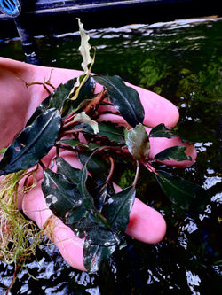 Bucephalandra Zeus
