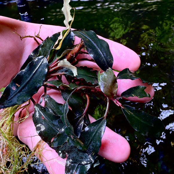 BUDS様　BUCEPHALANDRA dark 1E77B674-B14F-43A1-A267-