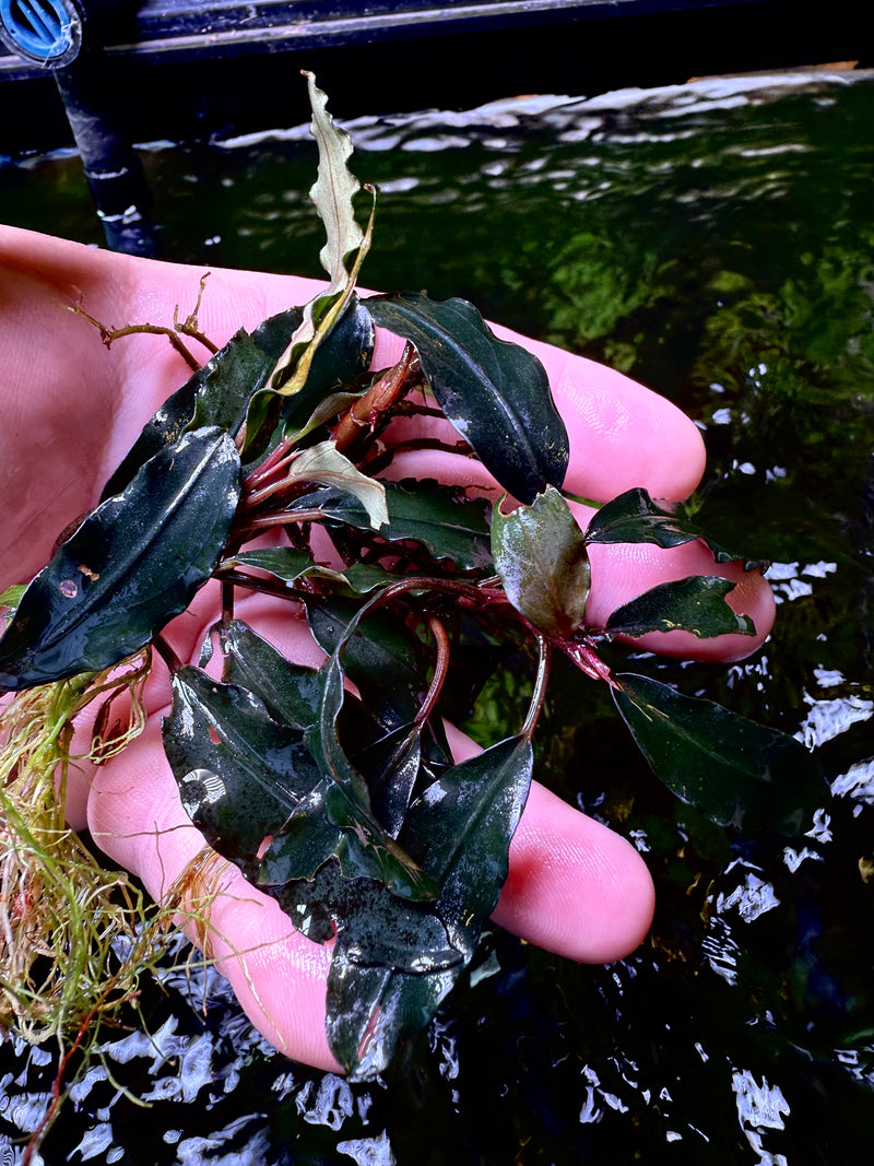 Bucephalandra Zeus