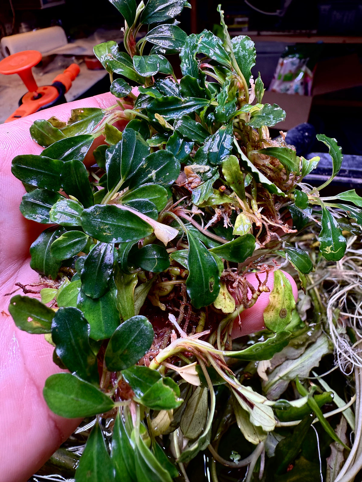 AQUATIC PLANTS – Page 13 – Chichi's Planted Dreams