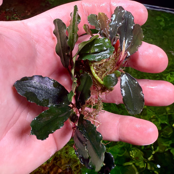 FullSizeRender_0e894c29-e04f-