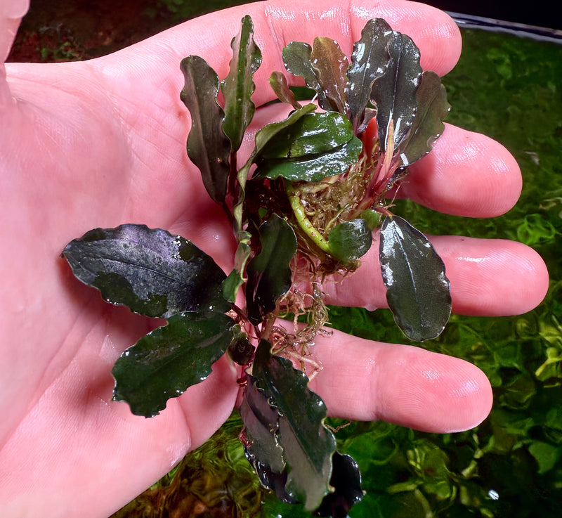 Bucephalandra Sekadau Red