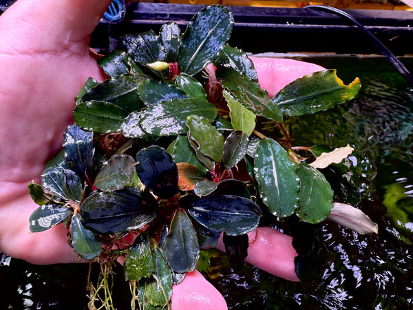 Bucephalandra Sanggua