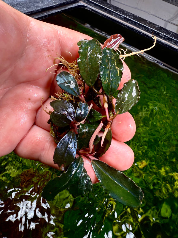 Bucephalandra Blue Silat