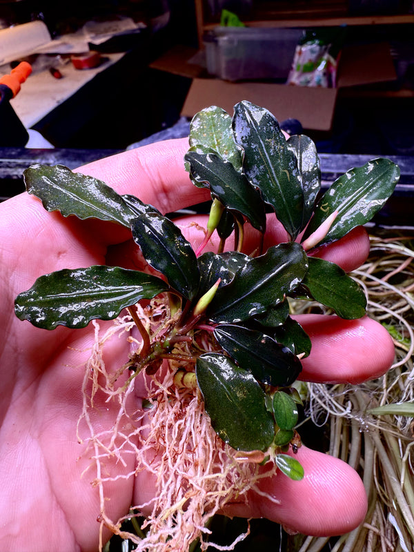 Bucephalandra Red Mahap