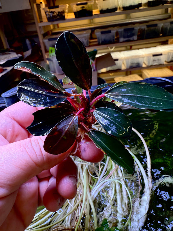 Bucephalandra Black Star