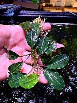 Bucephalandra Benakayang