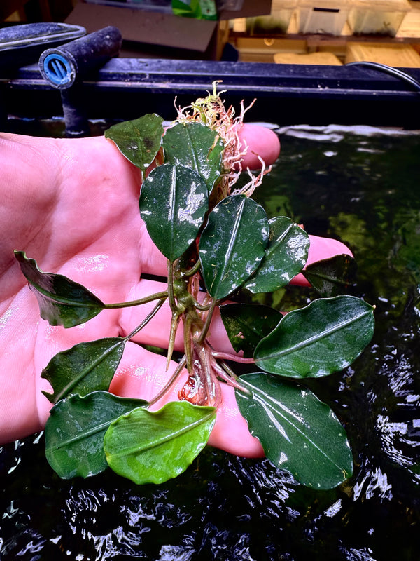 Bucephalandra Benakayang