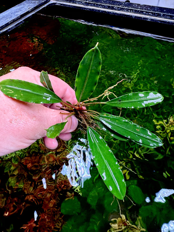 Bucephalandra Chimera