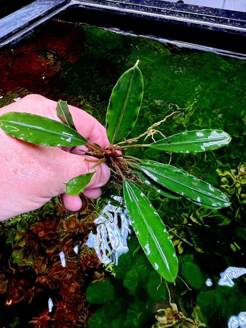 Bucephalandra Chimera