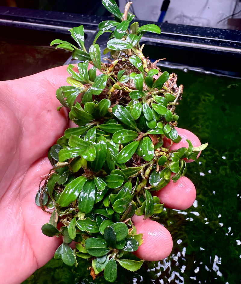 Bucephalandra Brownie Adinda