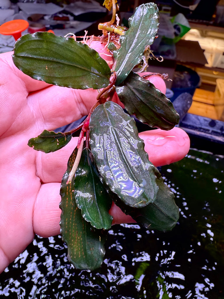 水草 Bucephalandra sp.Red walts Bucephalandra sp. 'Red' - Tropica 水草 Bucephalandra sp.Red walts Bucephalandra sp. 'Red' - Tropica