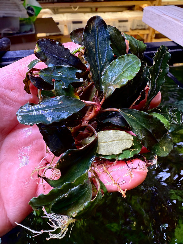 Bucephalandra Silat Hulu