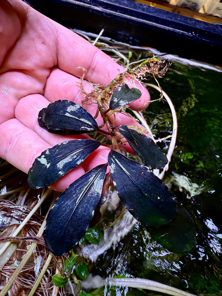 FullSizeRender_26d6f6f5-3bfa-