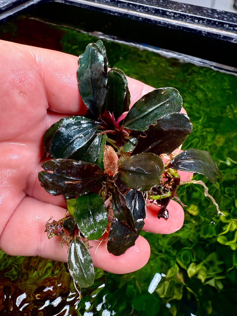 Bucephalandra Strong Metallic